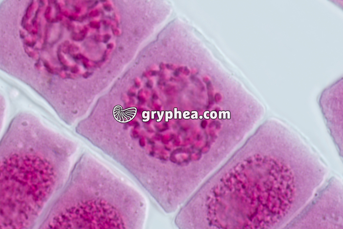 Mitose racine d'Ail PROPHASE x640 - gryphea.org